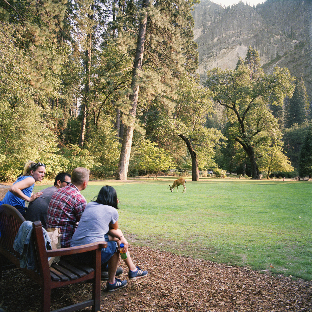 Grazing Buck, Yosemite National Park, CA