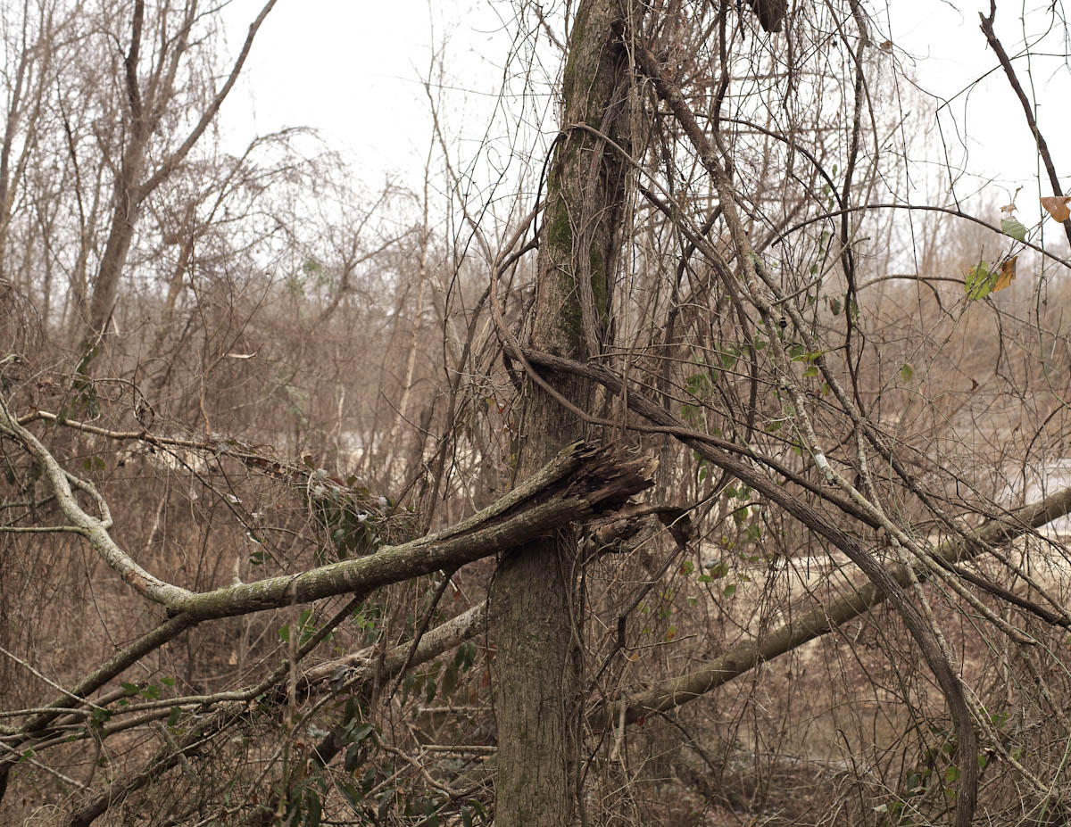 Twisted Branches, Forrest County, MS