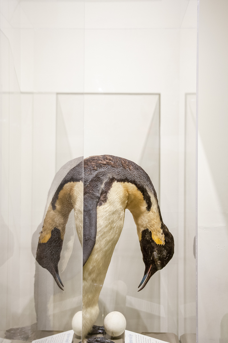 Penguins’ Eggs, Harvard Museum of Natural History, Cambridge,