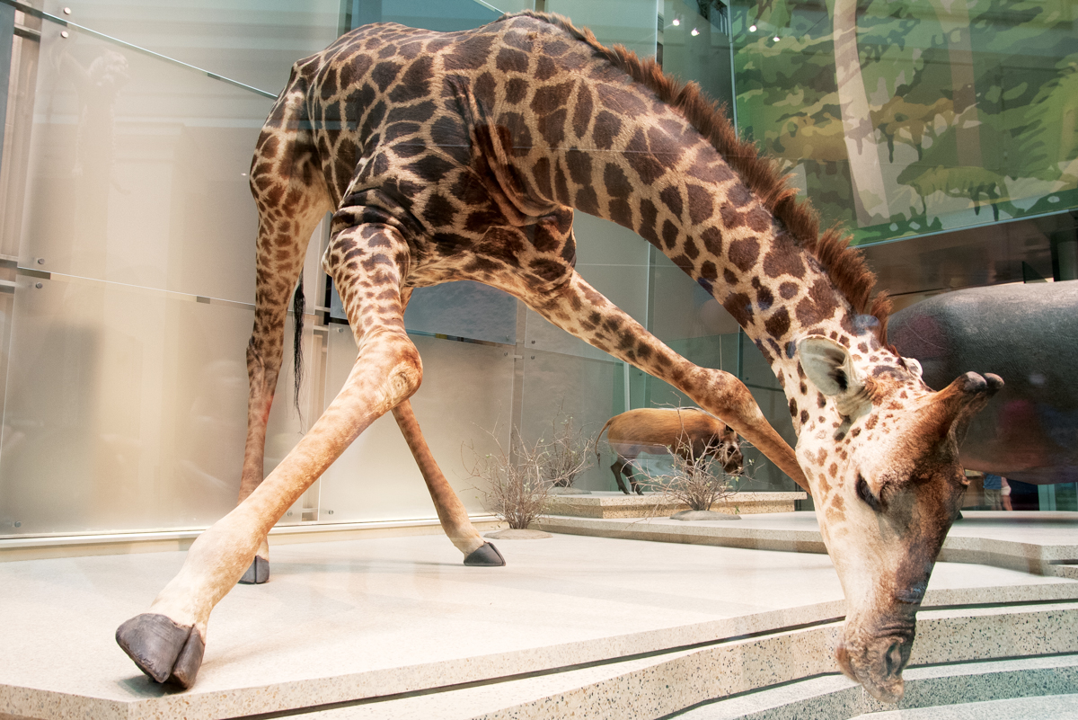Giraffe Drinking, Smithsonian Museum of Natural History, Washing
