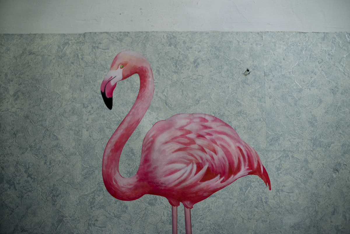 17-Pink-Flamingo--Coced_o