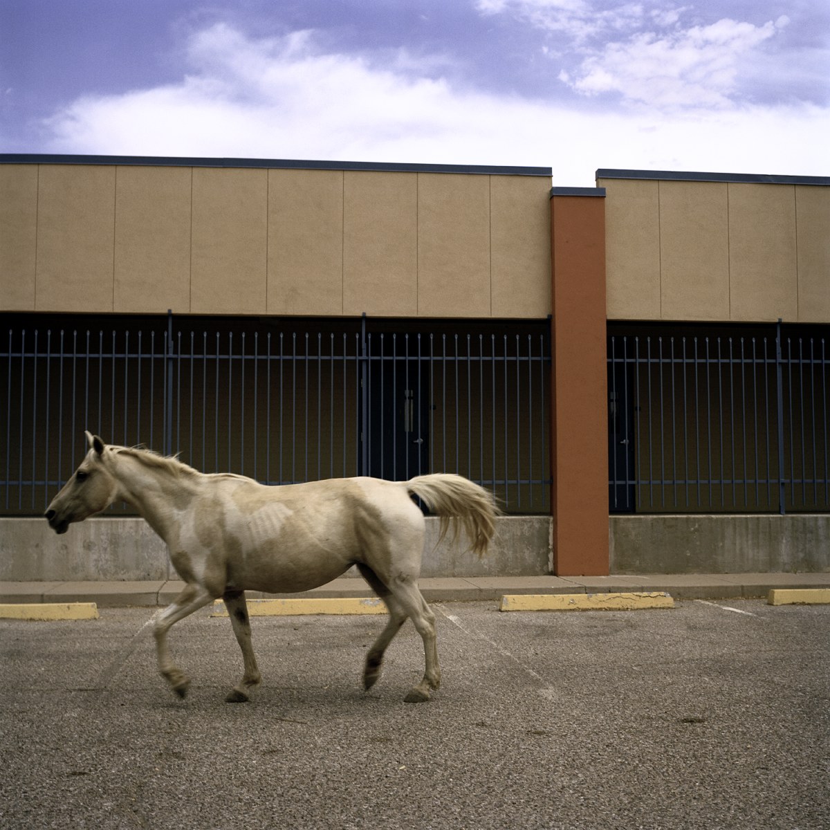Town of horses, 2012