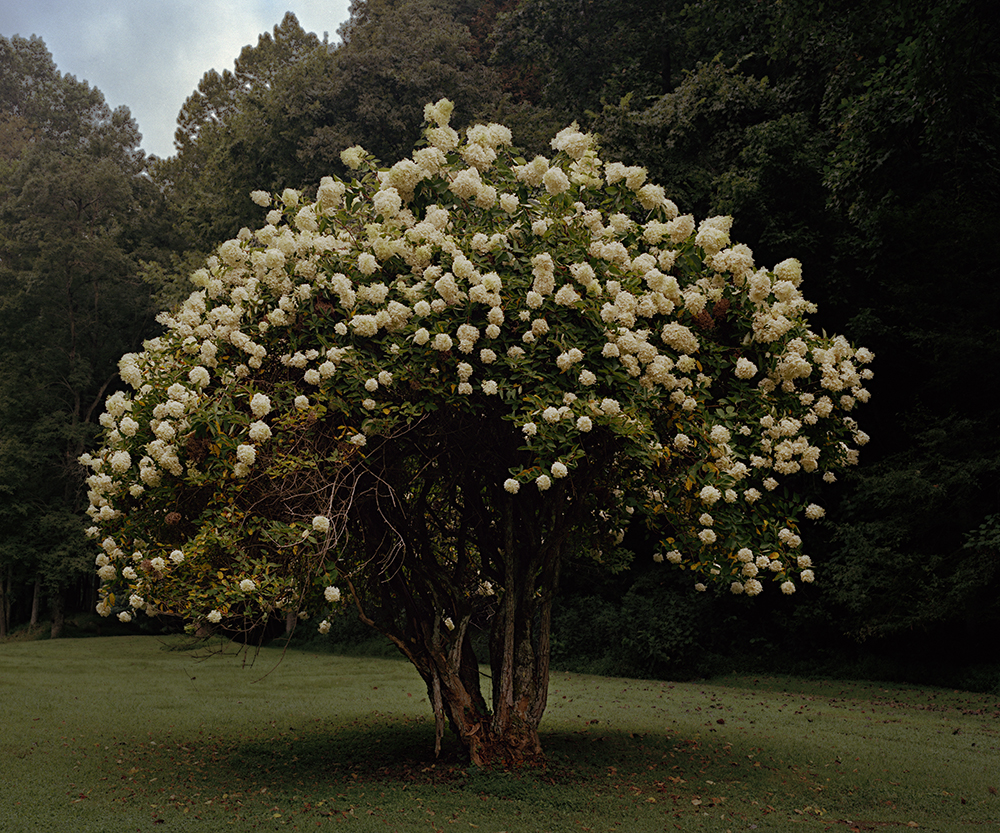 magnolia tree 001