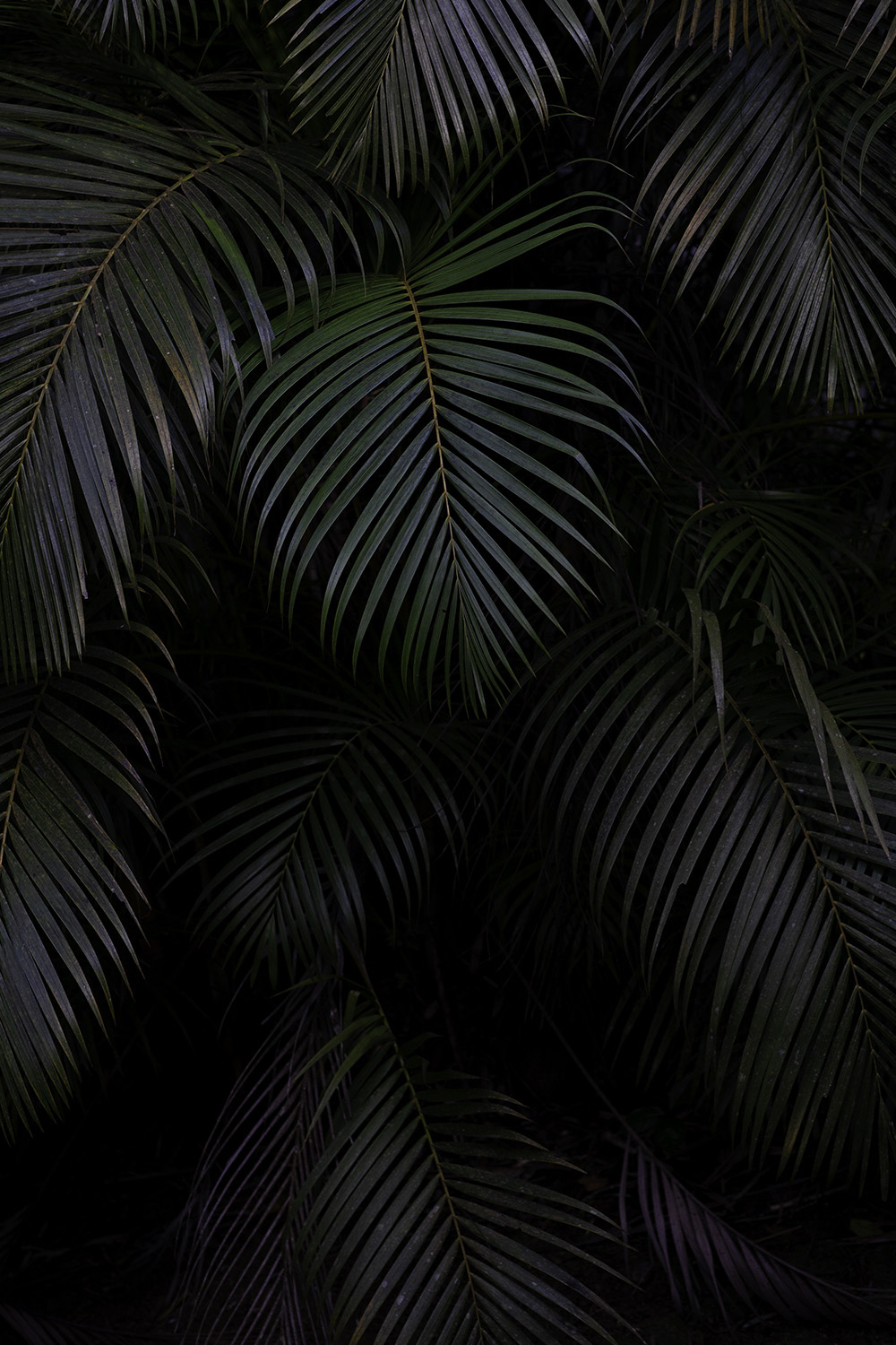Dark Green Palm Leaves No1 Poster